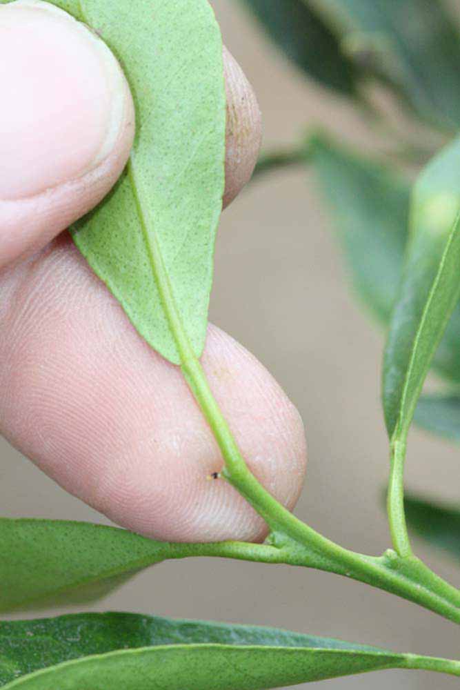              Petiole (Riverside, CA)       